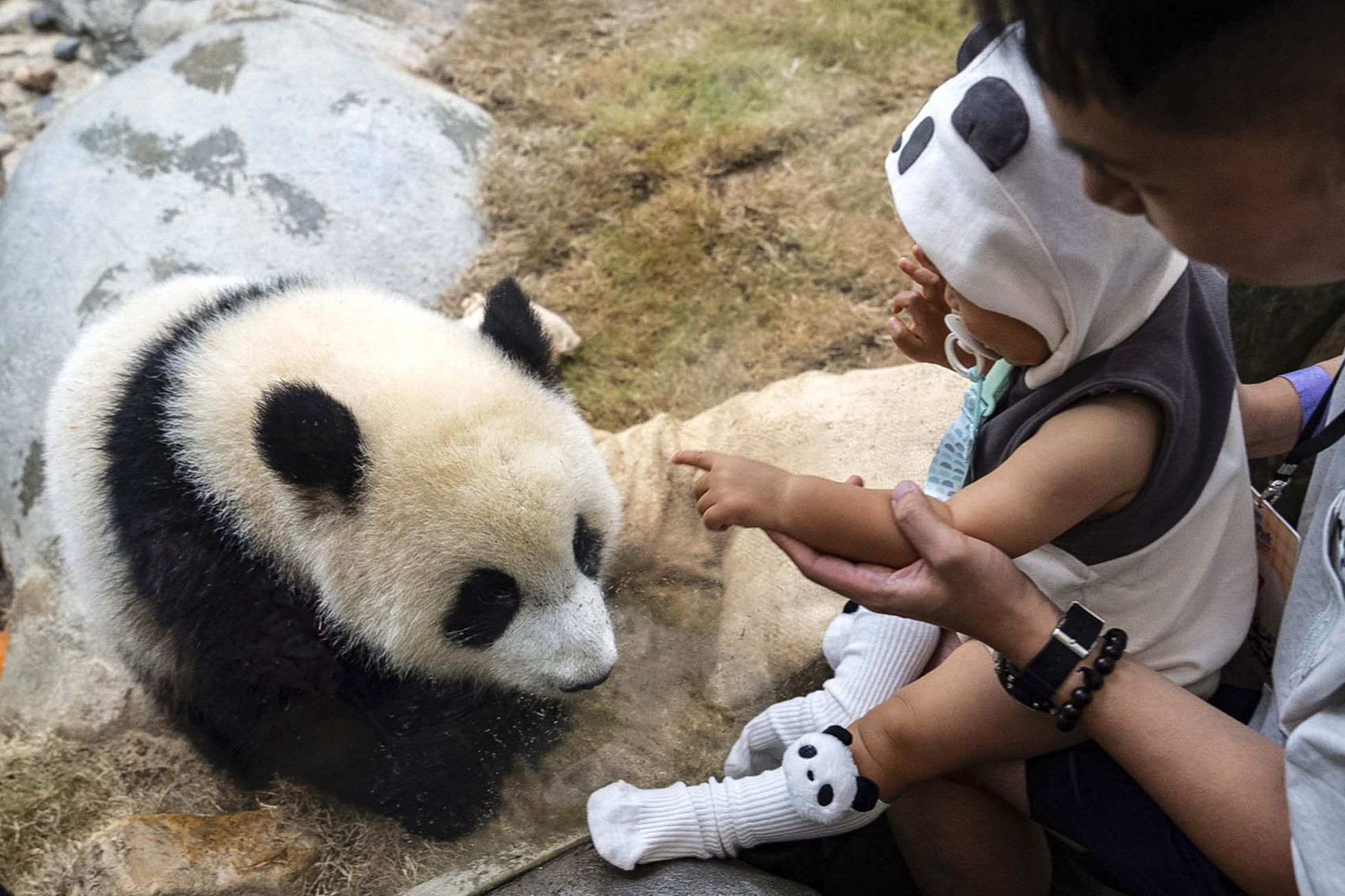 Hong Kong, Čína, panda, oslava, zoo