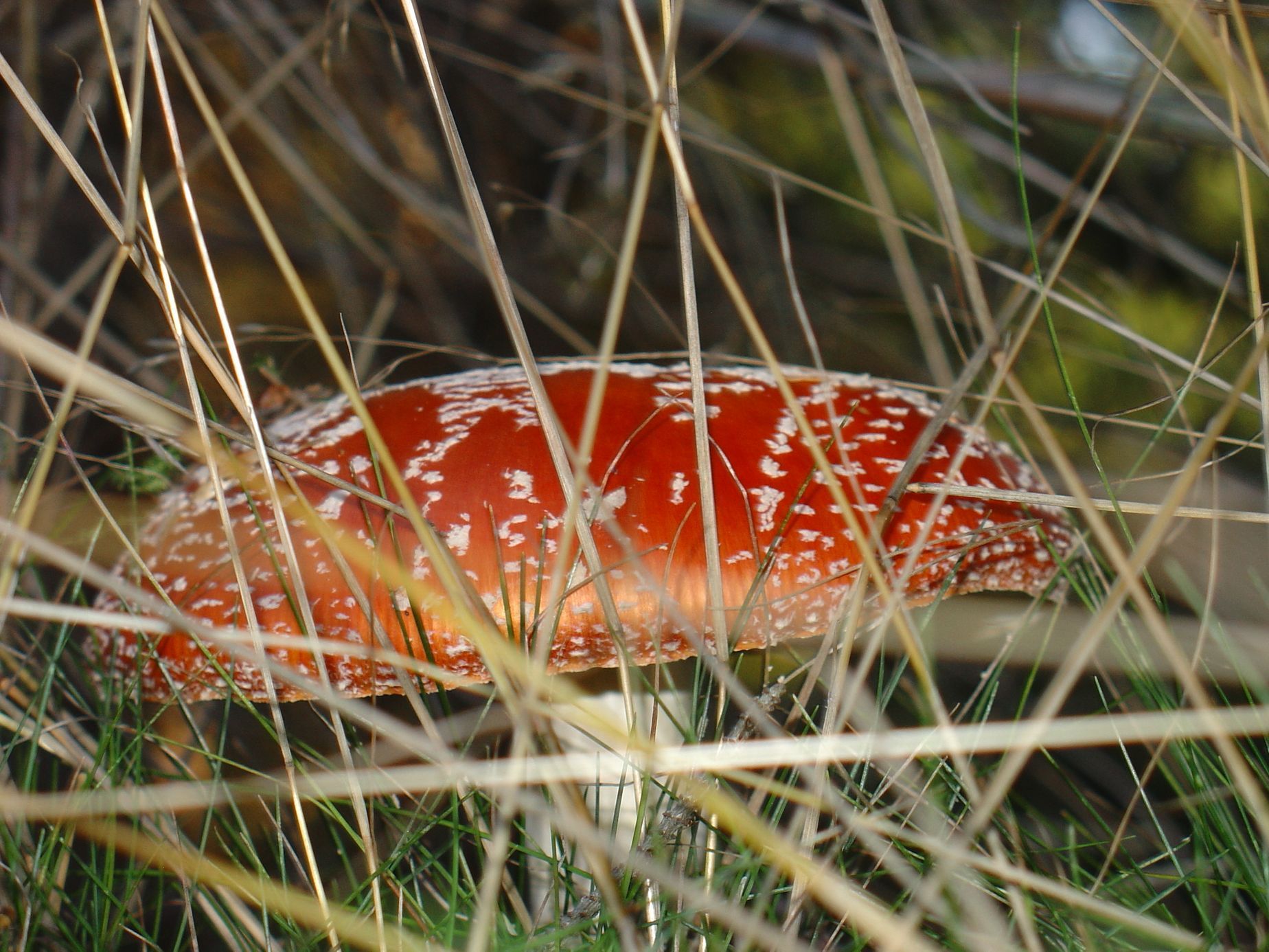 NEPOUŽÍVAT !!! Fotosoutěž houby 2017