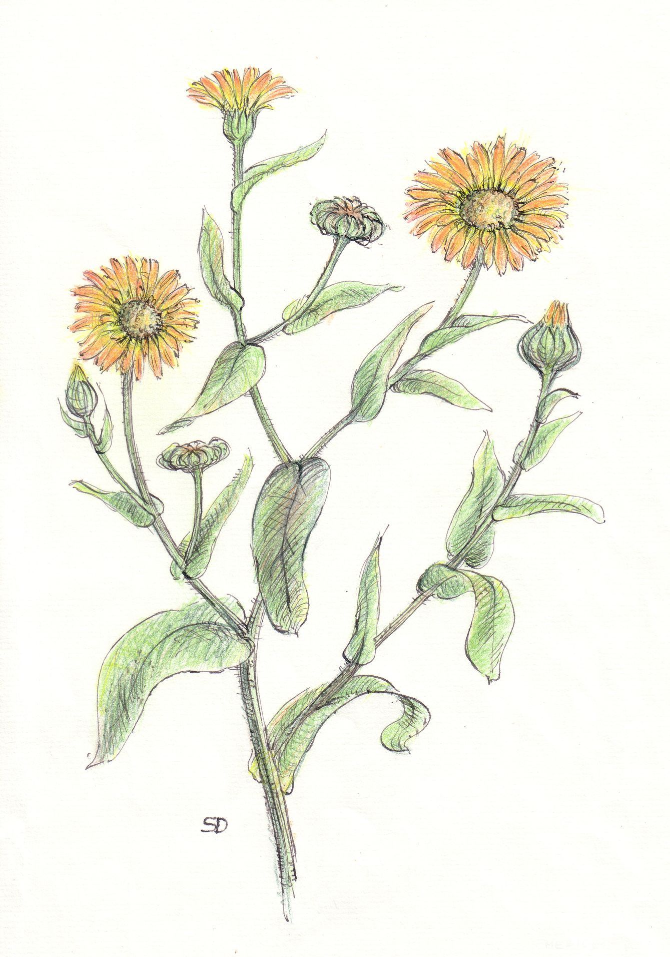 kresby, dr. dudek. bylinky