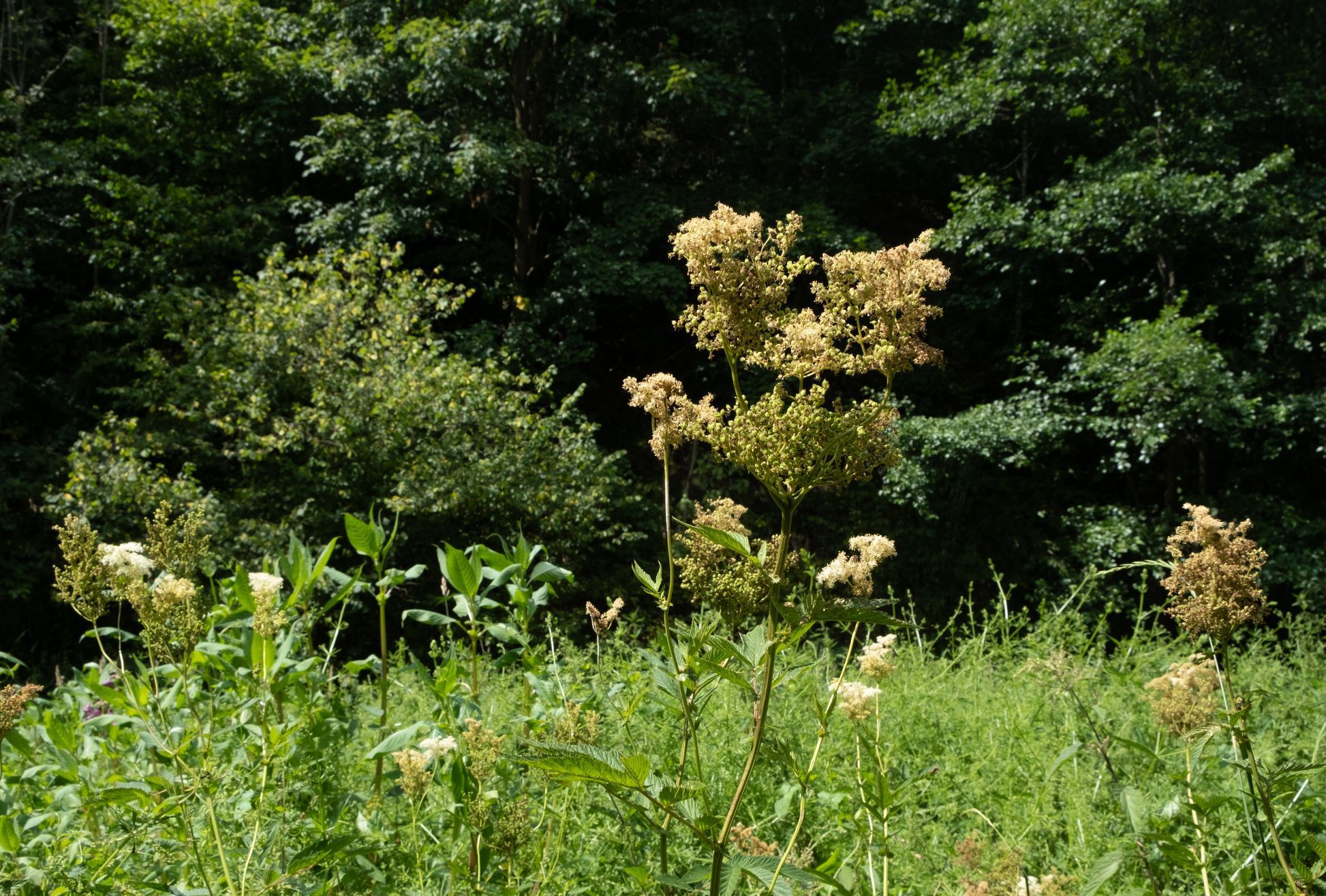 Údolí řeky Bobrovky