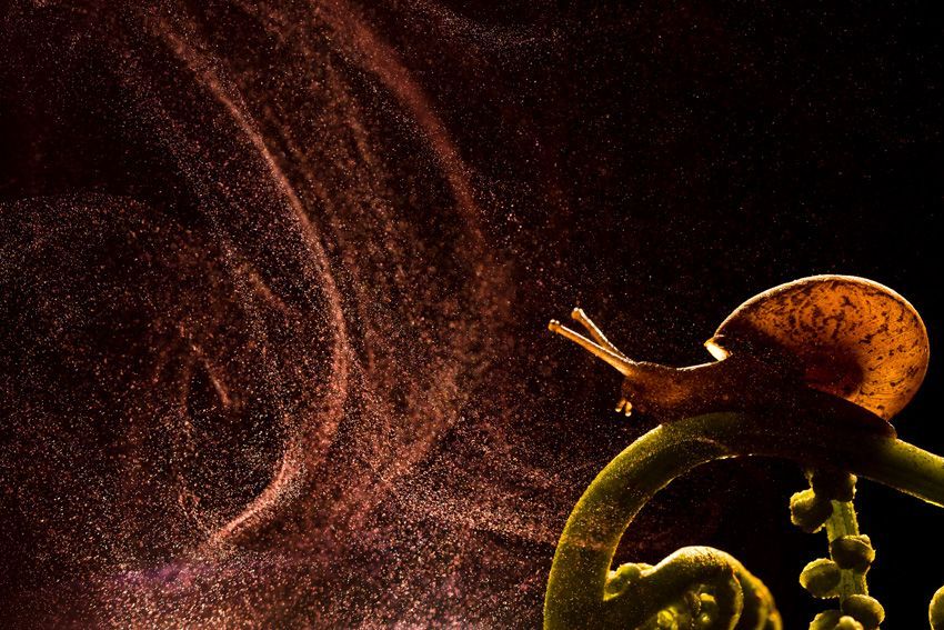 Sony World Photography Awards 2025