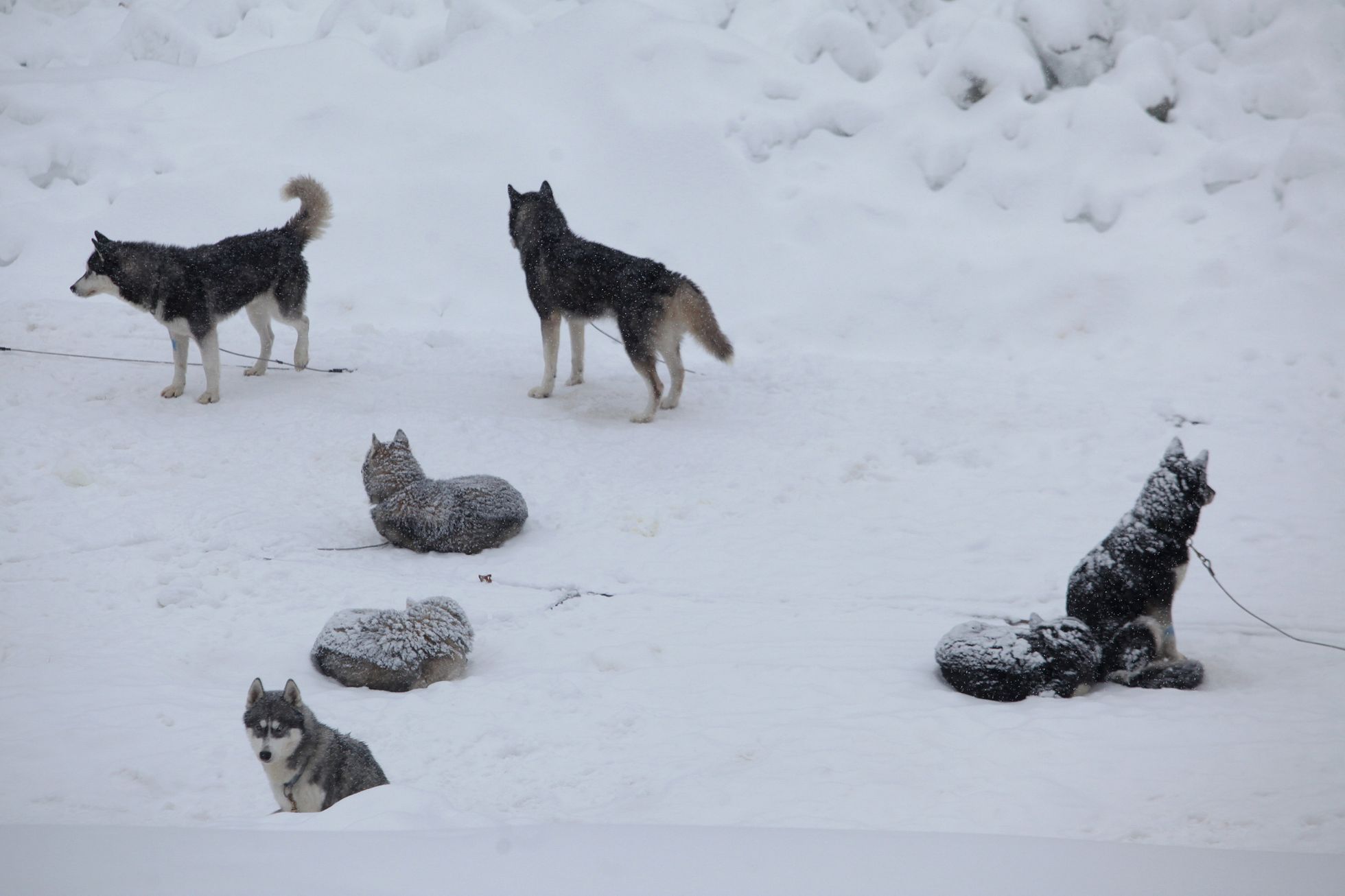 Šediváčkův long 2019, Orlické hory
