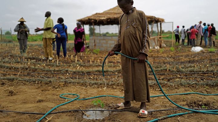 Obrazem: Zahrady, které zastaví poušť. V Senegalu neobvykle bojují s vedrem a suchem; Zdroj foto: Reuters