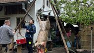Když je nahoře, začíná čištění kartáčem a teplou vodou, následně ho celé řezník opálí plynovým hořákem a znovu se čistí kartáčem.