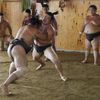 Japonští sumo na "letním táboře"