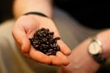 Co je na kávě Starbucks jiné? Předně jsou to prý vybrané druhy kávy, k mnohým má ale přístup i konkurence. To co dělá zdejší kávu jinou je údajně způsob - především delší doba - pražení kávových zrn. Díky tomu jsou potom také tmavší a lesklejší.