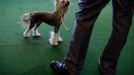 Westminster Kennel Club's Dog Show v New Yorku