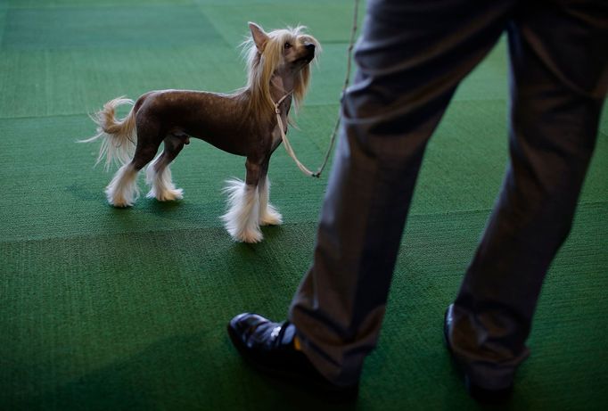 Westminster Kennel Club's Dog Show v New Yorku