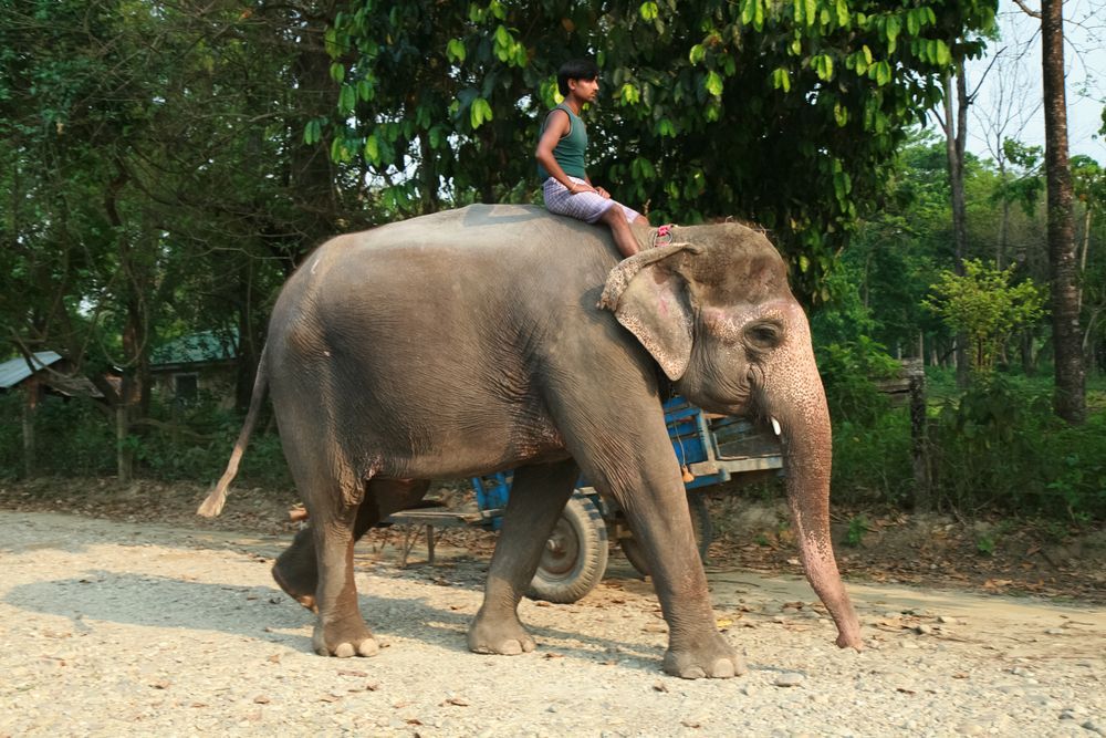 Slon v Nepálu. Ilustrační foto.