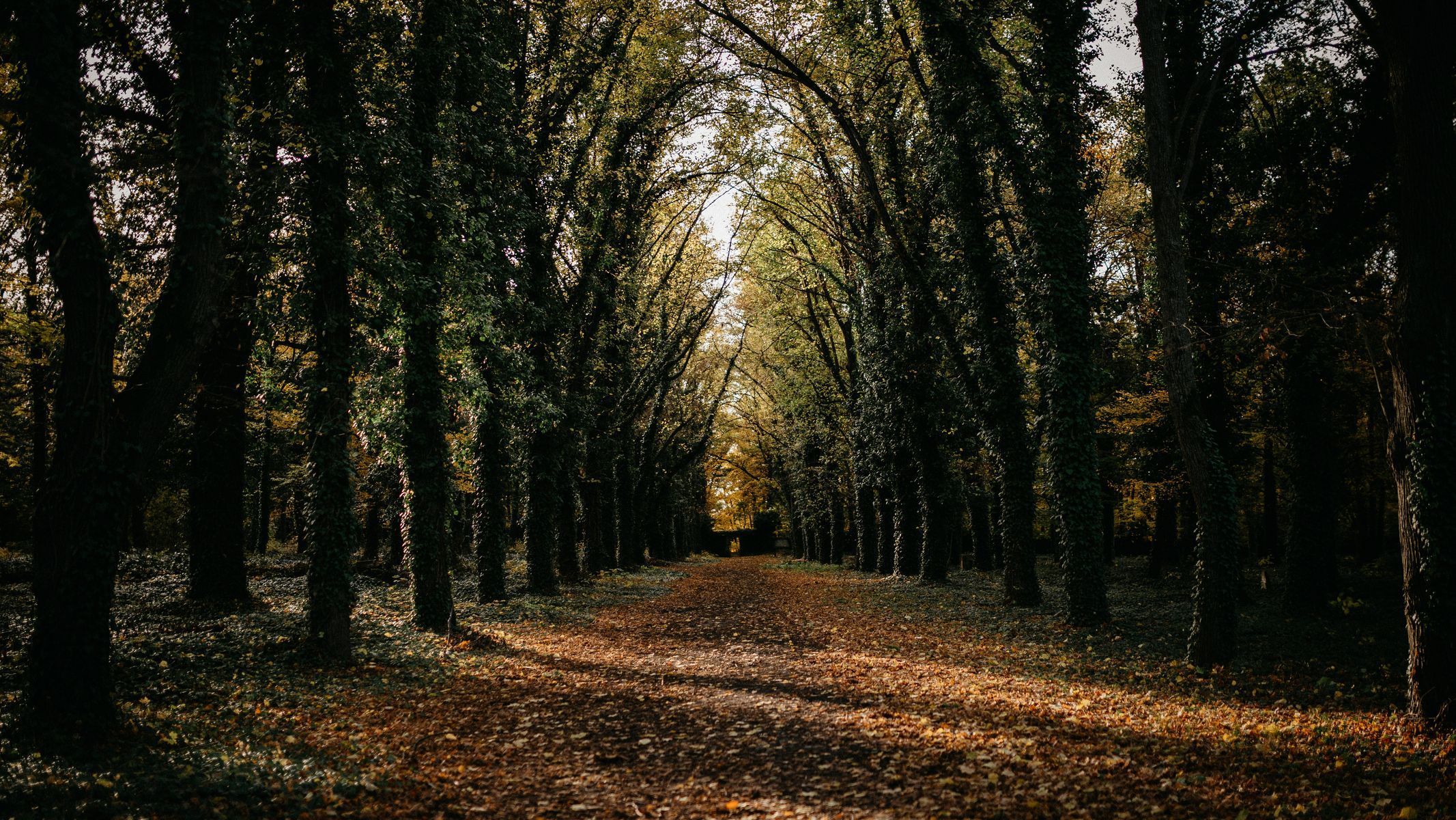 hřbitov Bohnice hřbitov bláznů
