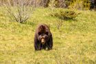 Medvěda lákají stáda, včelíny a odpadky, radí ochranáři. Zásah na Zlínsku nechystají