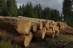 Zloděj těžil dřevo v chráněné oblasti, škoda je 24,5 milionu