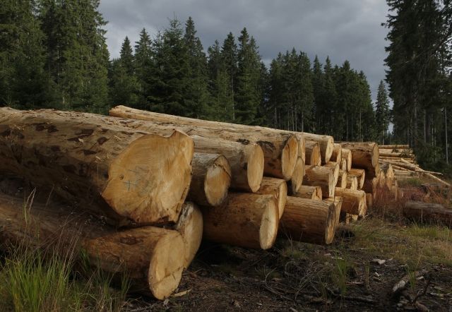 Kulatina, kácení stromů, těžba dřeva - ilustrační foto