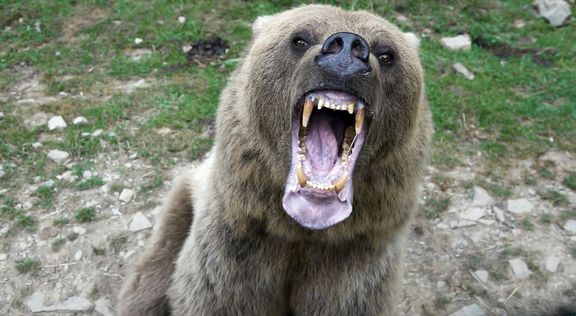  Někteří politici a veřejnost volají po regulaci počtu medvědů, včetně odstřelu problémových jedinců.