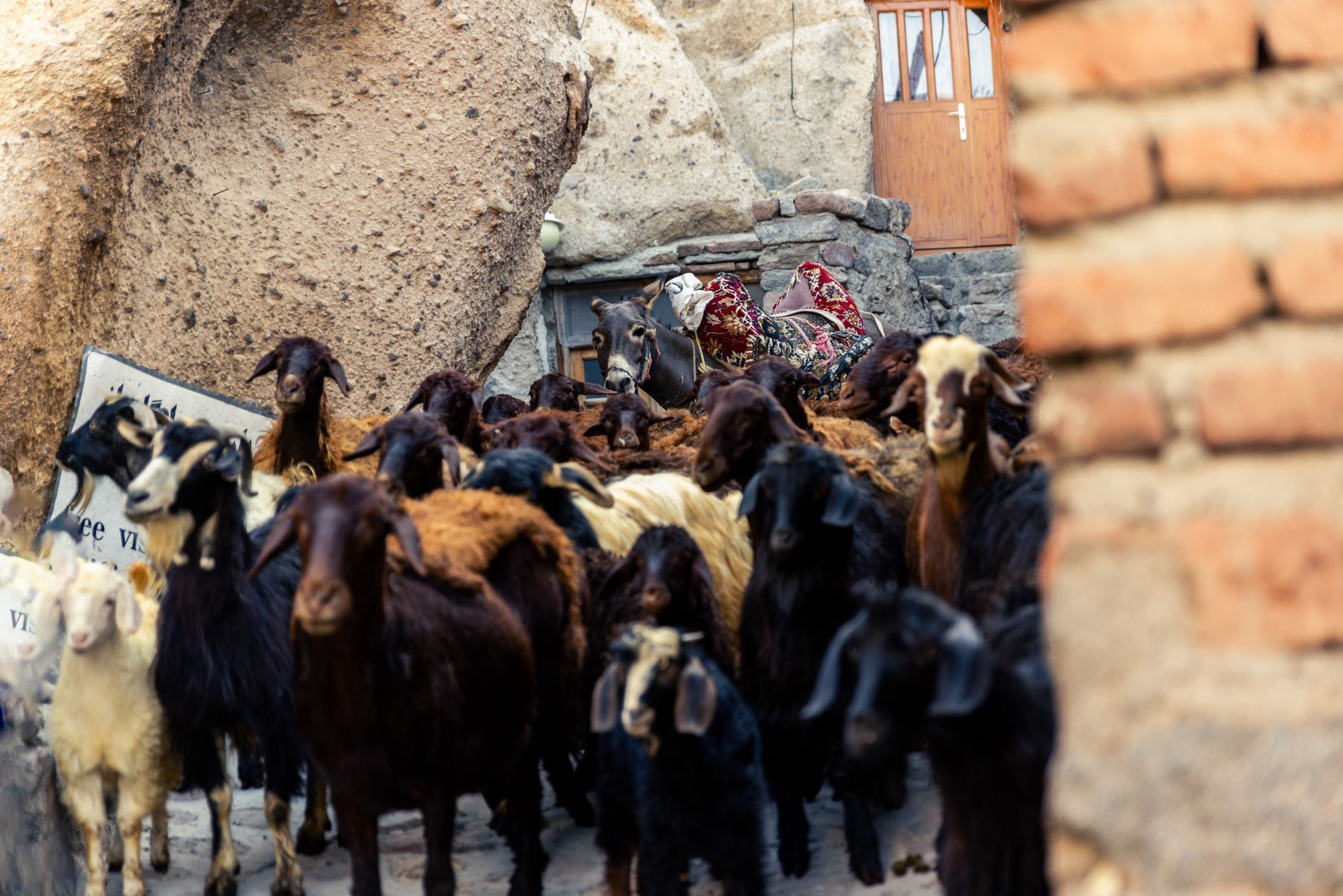 žlutá žába irán O7