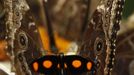 A catonephele numilia butterfly, seen between two morpho peleides butterflies, feeds off a fruit in Butterfly Garden in La Guacima, northwest of San Jose, May 14, 2012. According to the owner Joris Brinkerhoff, who is from the U.S and has more than 29-years of experience dedicated to the export of butterfly cocoons, more than 80,000 cocoons of 70 different species are exported every month from Costa Rica to Europe, Asia, Canada, Mexico and the United States, with prices of the cocoons ranging from $3 to $10 each. REUTERS/Juan Carlos Ulate (COSTA RICA - Tags: BUSINESS SOCIETY ANIMALS TPX IMAGES OF THE DAY) Published: Kvě. 15, 2012, 4:46 dop.