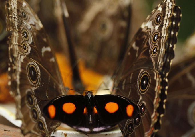 A catonephele numilia butterfly, seen between two morpho peleides butterflies, feeds off a fruit in Butterfly Garden in La Guacima, northwest of San Jose, May 14, 2012. According to the owner Joris Brinkerhoff, who is from the U.S and has more than 29-years of experience dedicated to the export of butterfly cocoons, more than 80,000 cocoons of 70 different species are exported every month from Costa Rica to Europe, Asia, Canada, Mexico and the United States, with prices of the cocoons ranging from $3 to $10 each. REUTERS/Juan Carlos Ulate (COSTA RICA - Tags: BUSINESS SOCIETY ANIMALS TPX IMAGES OF THE DAY) Published: Kvě. 15, 2012, 4:46 dop.