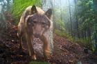 Do Česka přišel další vlk, zjistili ekologové. Osamocenou šelmu v Pošumaví zachytila fotopast