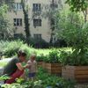zahrada, pěstování, komunita, komunitní, bieno, vnitroblok