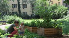 zahrada, pěstování, komunita, komunitní, bieno, vnitroblok