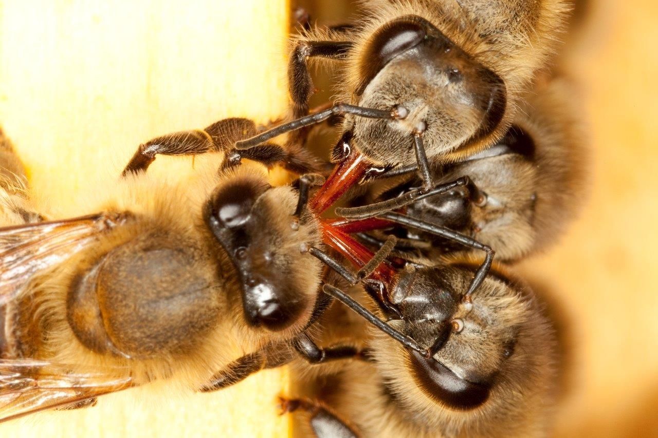 Veronika Souralová: makrofotografie