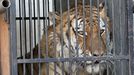 Tygr zabavený na Vsetínsku při transportu do liberecké zoo.