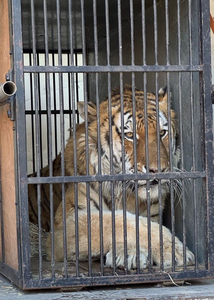 Tygr zabavený na Vsetínsku při transportu do liberecké zoo.