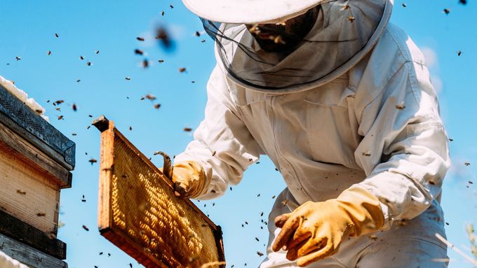 Včelařství patří tradičně k důležitým oborům zemědělství, podporuje ho stát i peníze z Evropské unie.
