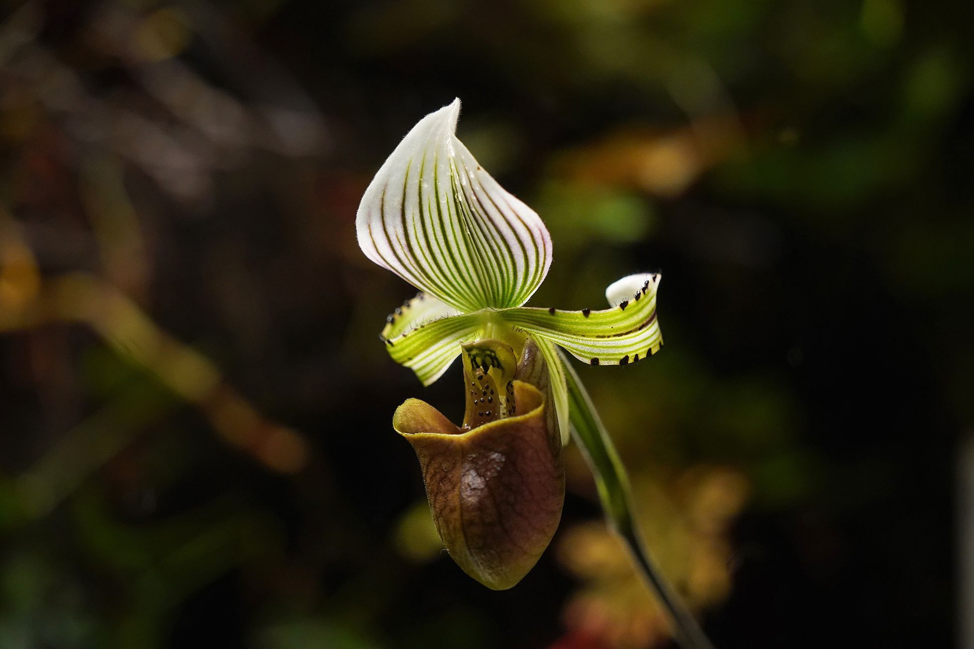 Motýli v Botanické zahradě v pražské Tróji, květen 2023
