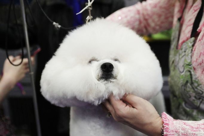 Fotografie z akce Westminster Kennel Club Dog Show, která se konala 11. 2. 2019 v New Yorku v USA.