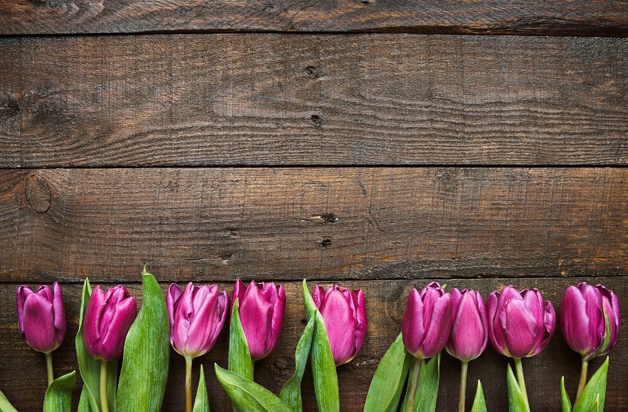 Zajímavosti květen, tulipány, žena.cz