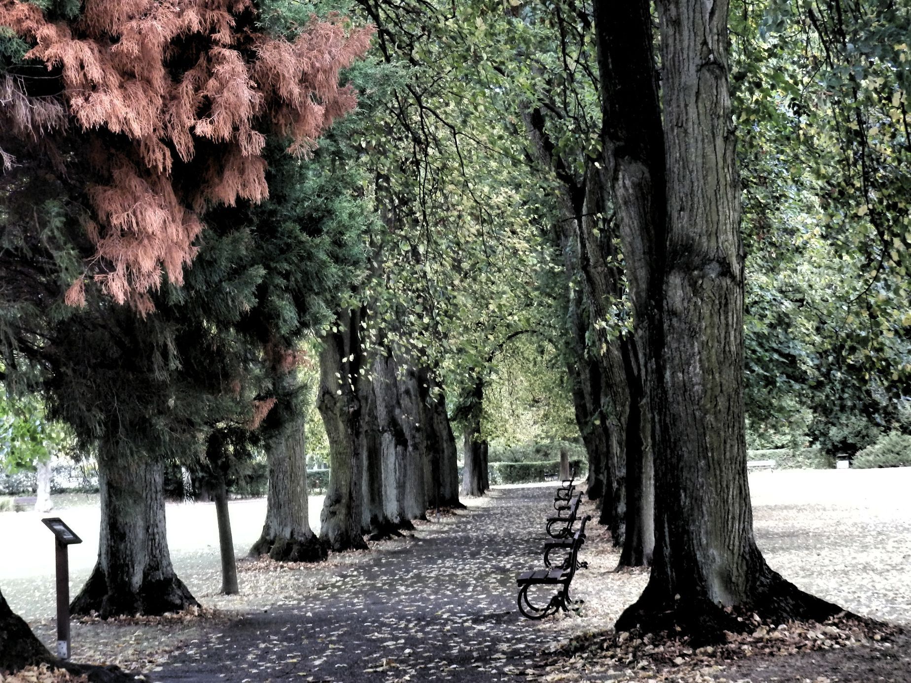 Soutěžní snímky Alej roku 2022