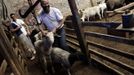 A Muslim takes a sheep before it is slaughtered on the first day of Eid-al-Adha outside Mexico City October 26, 2012. Muslims around the world celebrate Eid al-Adha to mark the end of the Haj by slaughtering sheep, goats, cows and camels to commemorate Prophet Abraham's willingness to sacrifice his son Ismail on God's command. REUTERS/Henry Romero (MEXICO - Tags: RELIGION) Published: Říj. 27, 2012, 12:36 dop.