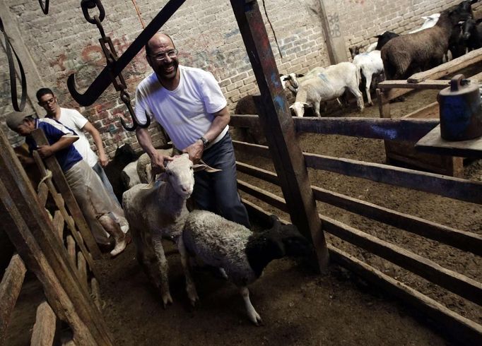 A Muslim takes a sheep before it is slaughtered on the first day of Eid-al-Adha outside Mexico City October 26, 2012. Muslims around the world celebrate Eid al-Adha to mark the end of the Haj by slaughtering sheep, goats, cows and camels to commemorate Prophet Abraham's willingness to sacrifice his son Ismail on God's command. REUTERS/Henry Romero (MEXICO - Tags: RELIGION) Published: Říj. 27, 2012, 12:36 dop.