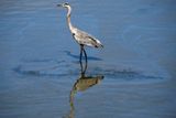 Ropná skvrna pronikla také do rezervace Talbert Marsh, která je domovem desítek druhů ptáků. "Dopad na životní prostředí je nevratný," cituje místní političku Katrinu Foleyovou americký deník New York Times.