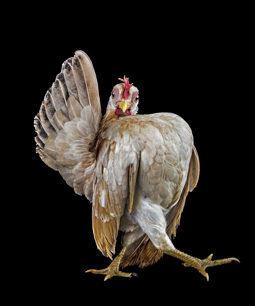 Fotogalerie: Sony World Photography Awards 2013 - Shortlist highlights - Professional / Ne pro články!!!