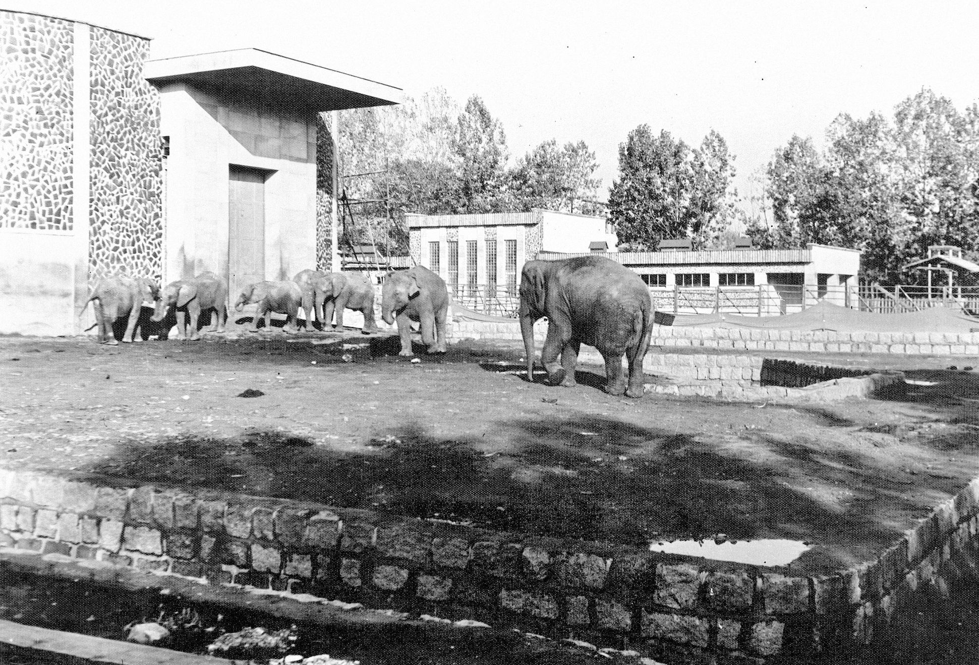 Jednorázové užití / Fotogalerie / ZOO Dvůr Králové je tu už 75 let. Podívejte se na snímky z její historie