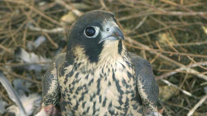 Chráněné oblasti čelí náletu dronů, dravcům zmařily hnízdění. Hrozí zpřísnění zákonů; Zdroj foto: ČTK