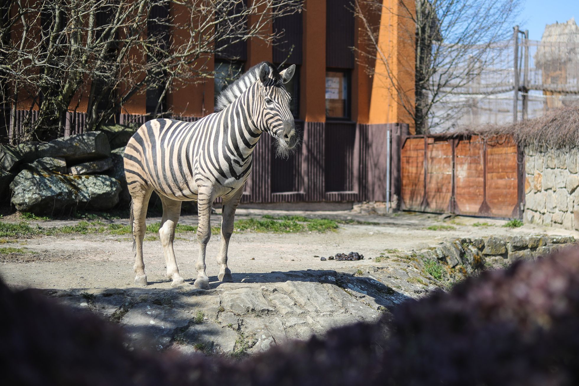 Uzavřená Zoo Dvůr Králové kvůli nouzovému stavu