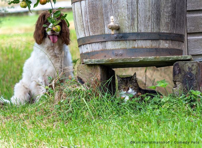 Comedy Pet Photography Awards 2023 - finalisté fotosoutěže