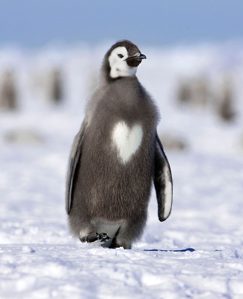 Obrazem: Fascinující podoby symbolu srdce v přírodě