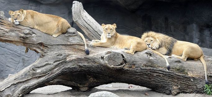 Poobědová lví siesta ve výběhu hamburské zoologické zahrady.