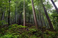 Vědci objevili nejstarší les v Asii. Chtějí díky němu objasnit záhadné snížení teplot