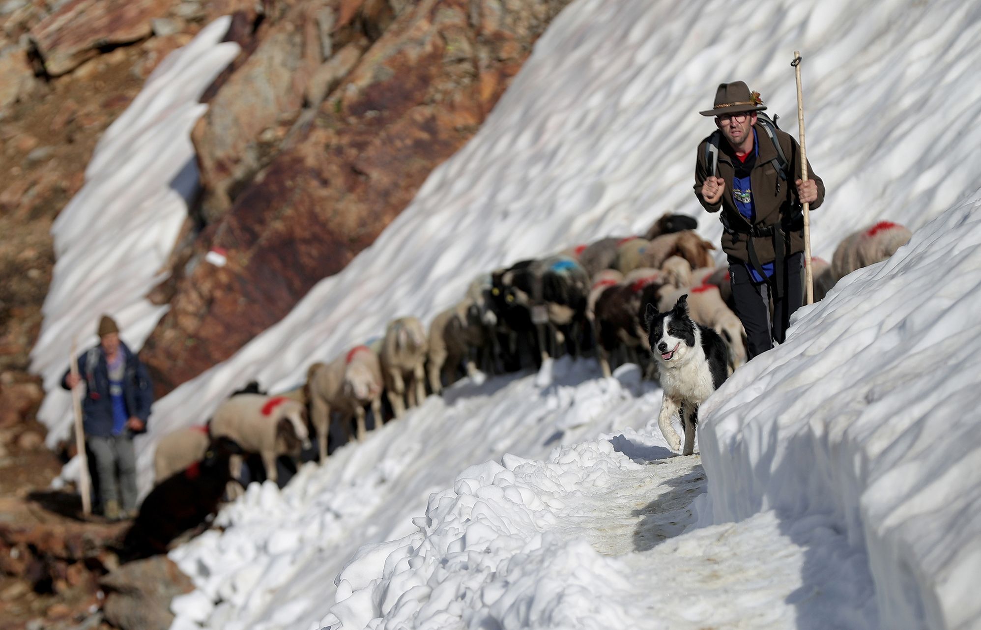 Fotogalerie / Ovce v Alpách / Reuters / 10