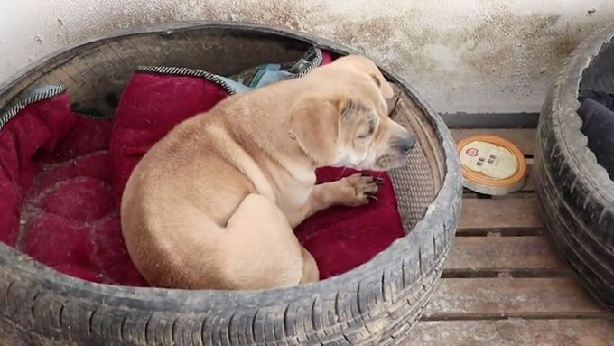 Muž adoptoval přes 200 psů. Žijí v pelíšcích z pneumatik