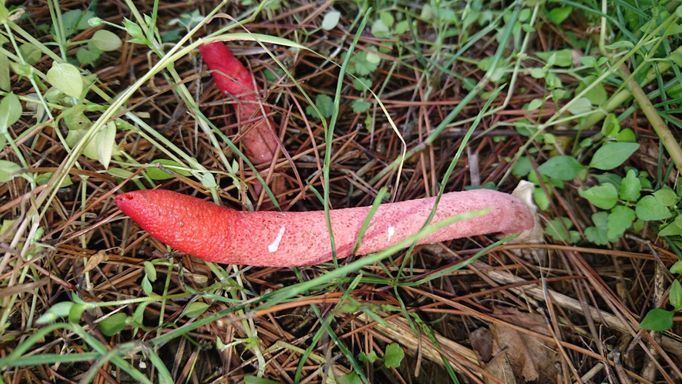 Psivka sličná (Mutinus elegans)