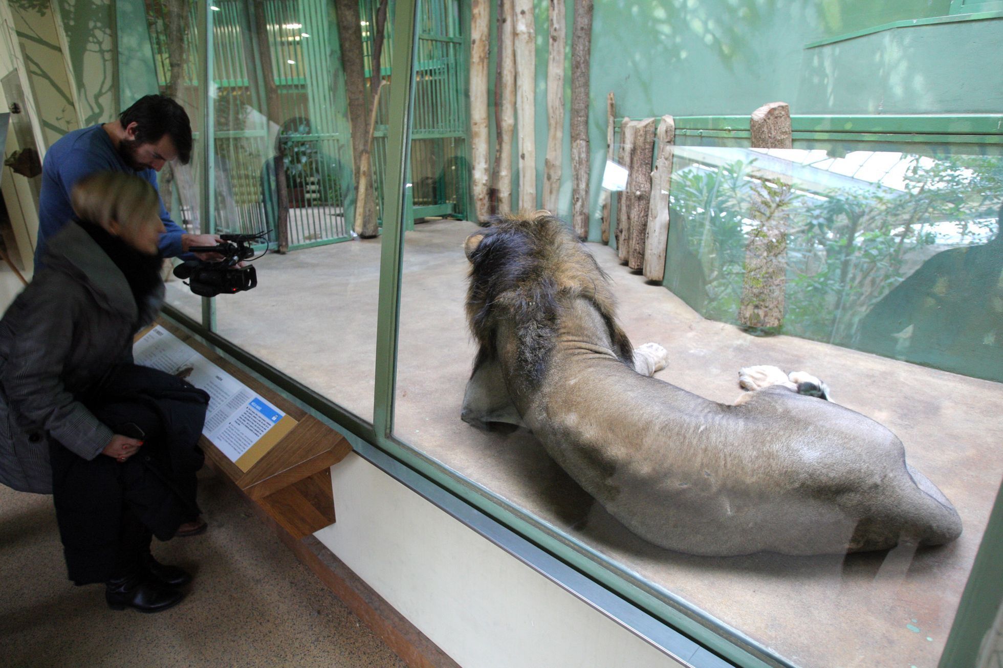 Lvi v pražské ZOO