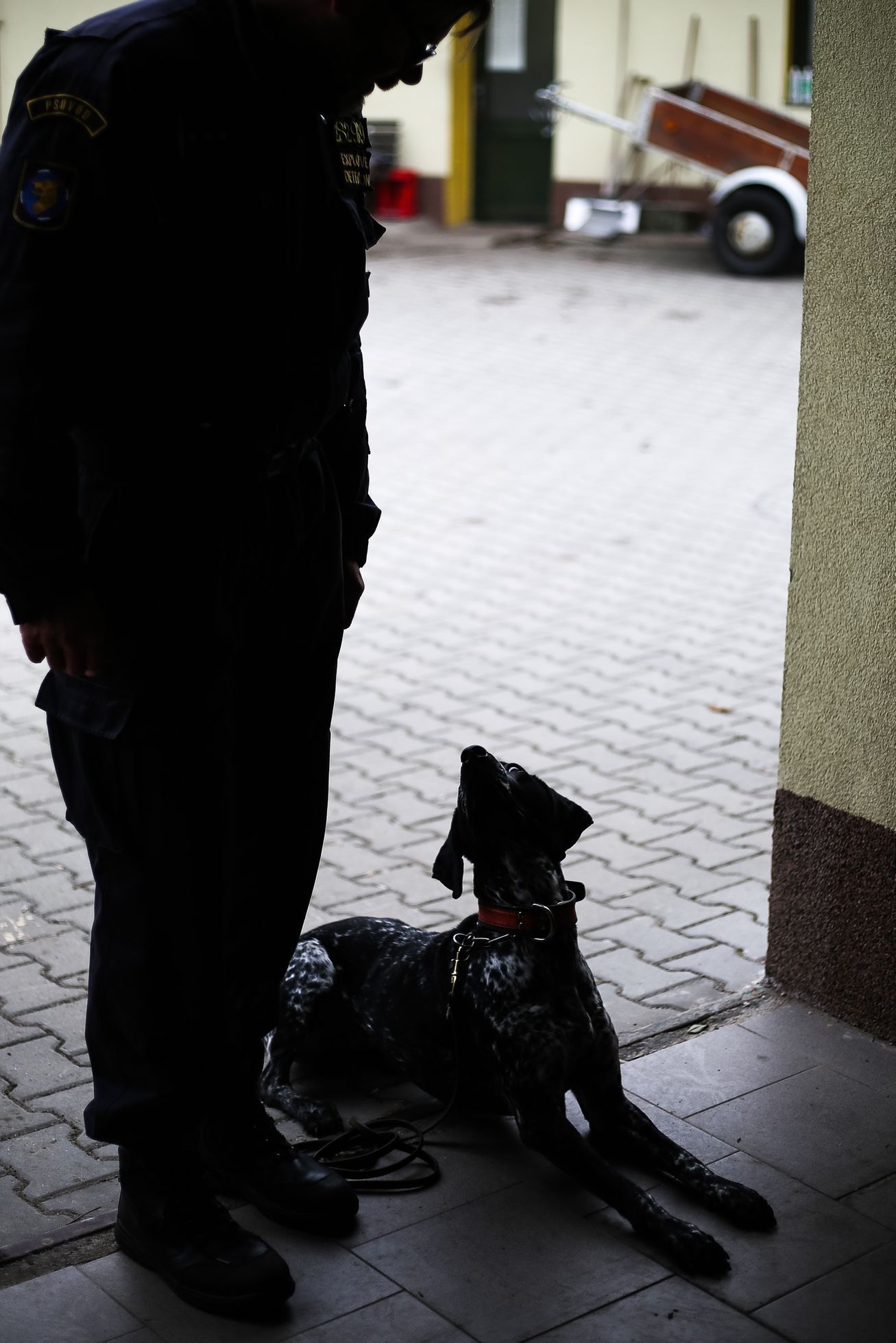 Výcvik policejních psů na hledání výbušnin, tzv. pyropsů