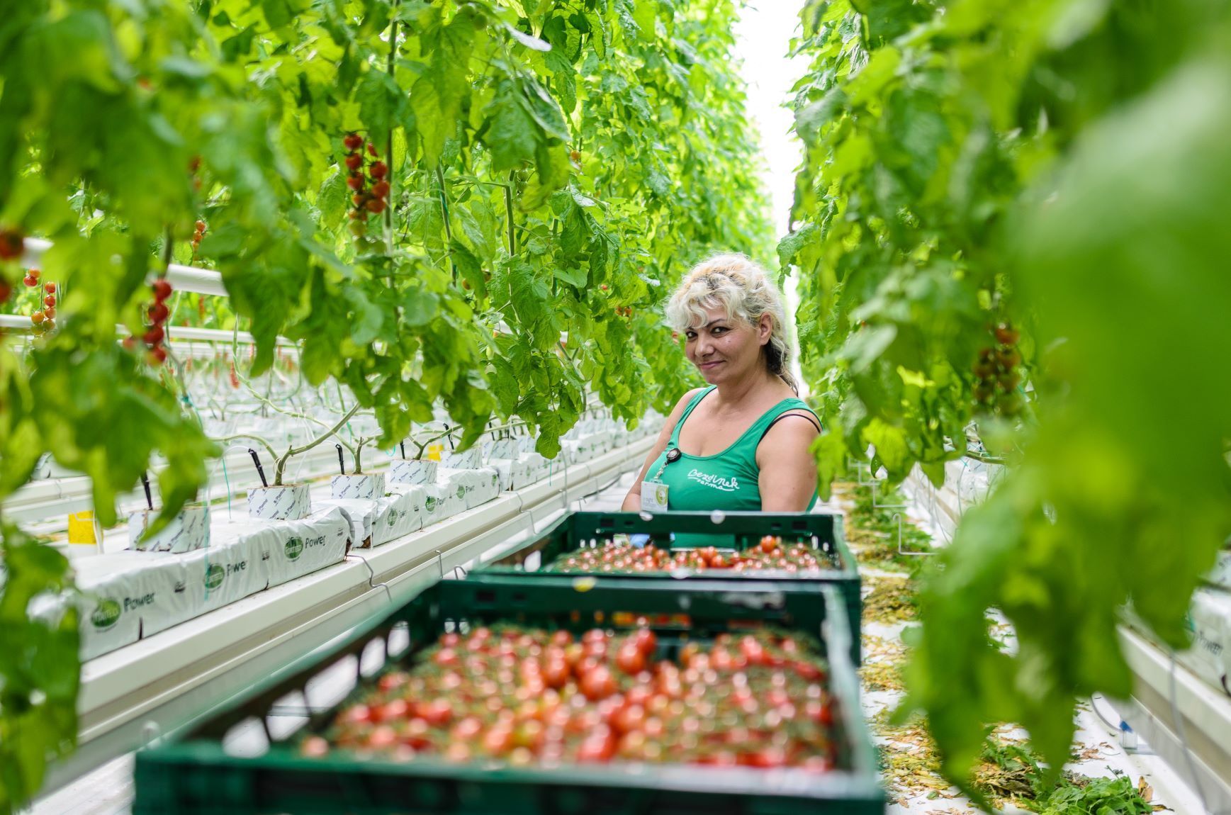 Jedna z žen sklízí úrodu v největším skleníku na rajčata v Česku v Dolní Lutyni.