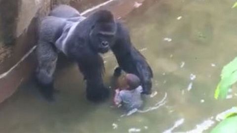 Dítě spadlo ke gorile, zastřelili ji. Jednali správně, neukázněnost lidí je neuvěřitelná, říká Bobek